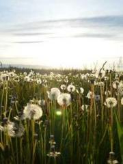 Shen Ning, Ran, Bo J